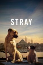 Nonton Streaming Download Drama Nonton Stray (2020) Sub Indo jf Subtitle Indonesia